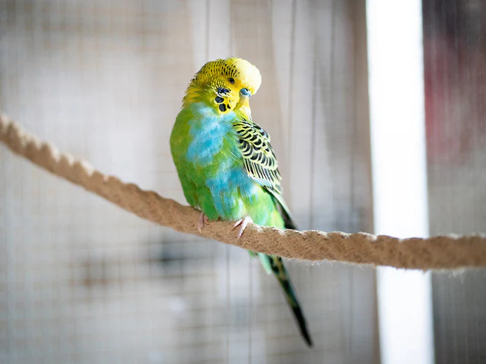 Sitzstangen & Taue für Vögel