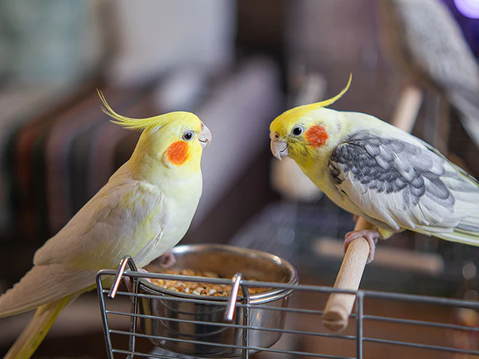 Vogelnäpfe & Vogeltränken