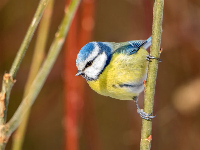 Alles für Wildvögel