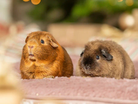 Weihnachtsartikel für Kleintiere