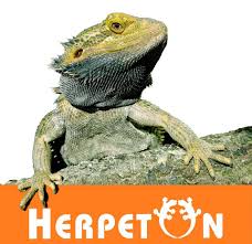 Herpeton