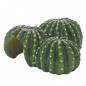 Preview: Cactus Home 1