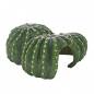 Preview: Cactus Home 1