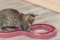 Preview: Flashing Ball Race