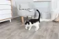 Preview: Catnip Seifenblasen