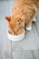 Preview: Salmon Soup