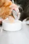 Preview: Salmon Soup