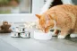 Preview: Salmon Soup