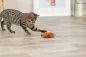 Preview: Eichhörnchen