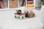 Preview: Rod Box Katzenspiel