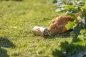 Preview: Snack Roll