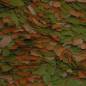 Preview: Cichlid Color Flakes