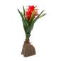 Preview: Bromelien