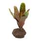Preview: Bromelie Neoregelia