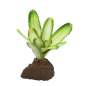 Preview: Bromelie Neoregelia