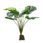 Preview: Monstera