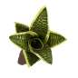Preview: Sansevieria