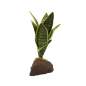 Preview: Sansevieria