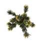 Preview: Podocarpus
