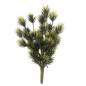 Preview: Podocarpus