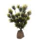 Preview: Podocarpus