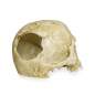 Preview: Lucky Reptile Deco Skull Monkey (Affenschädel)