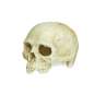 Preview: Lucky Reptile Deco Skull Monkey (Affenschädel)