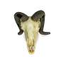 Preview: Lucky Reptile Deco Skull Ram (Widderschädel)