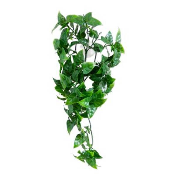 Terrarium Plants - Evergreen Vine Verschiedene Größen