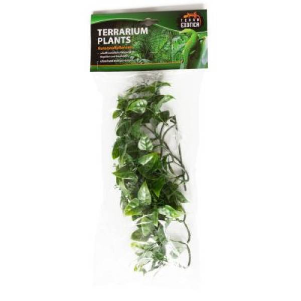 Terrarium Plants - Evergreen Vine Verschiedene Größen