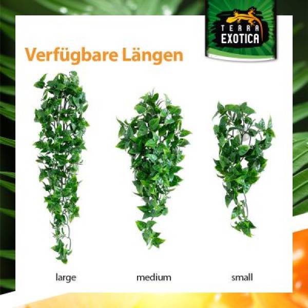 Terrarium Plants - Evergreen Vine Verschiedene Größen