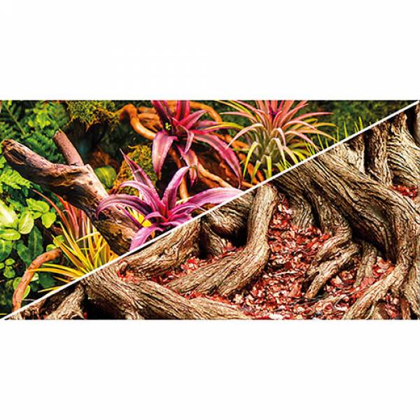 Colorful Jungle / Strangler Fig