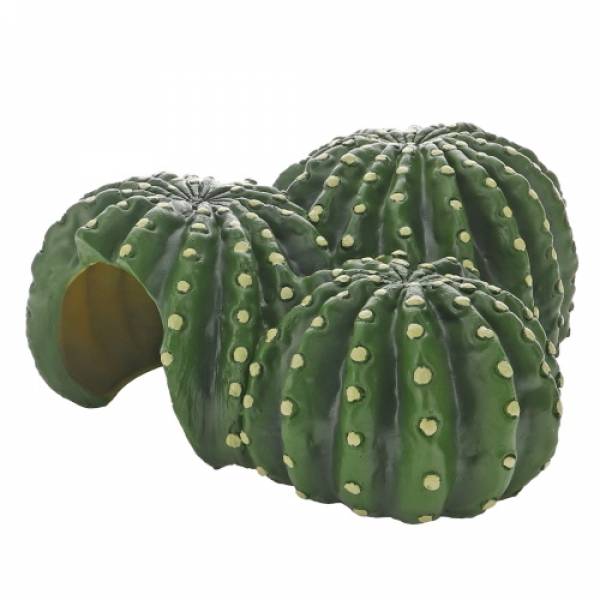 Cactus Home 1