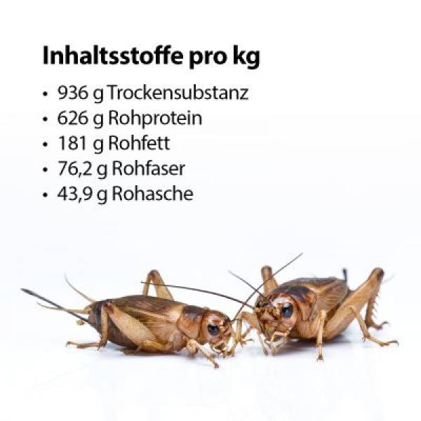 Getrocknete Mittelmeergrillen - 185 g