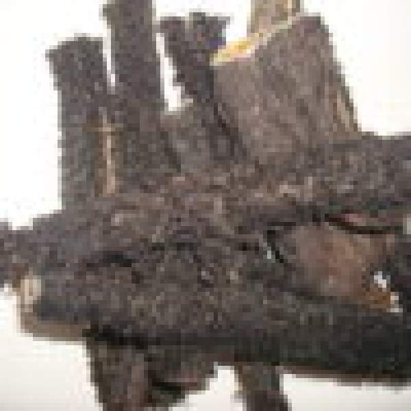 Rinderpansen getrocknet und Entkeimt von Rindern 0,5 kg