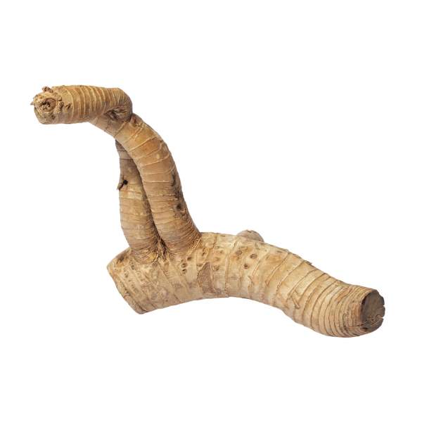 HabiStat Bambuswurzel