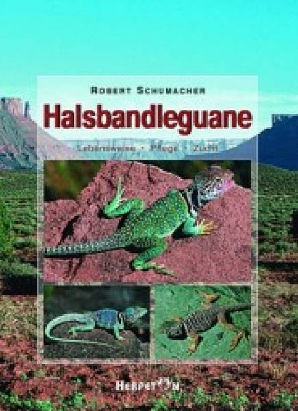 Halsbandleguane