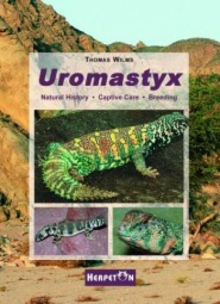 Uromastyx