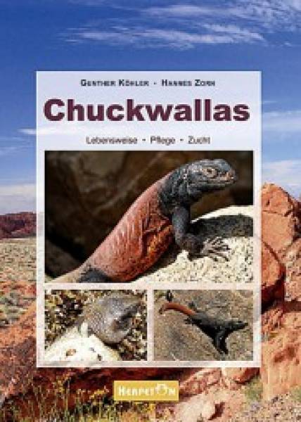 Chuckwallas