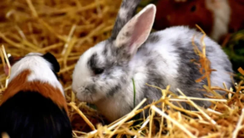 Allgäuer Moorwiesen-Pellets 1000g