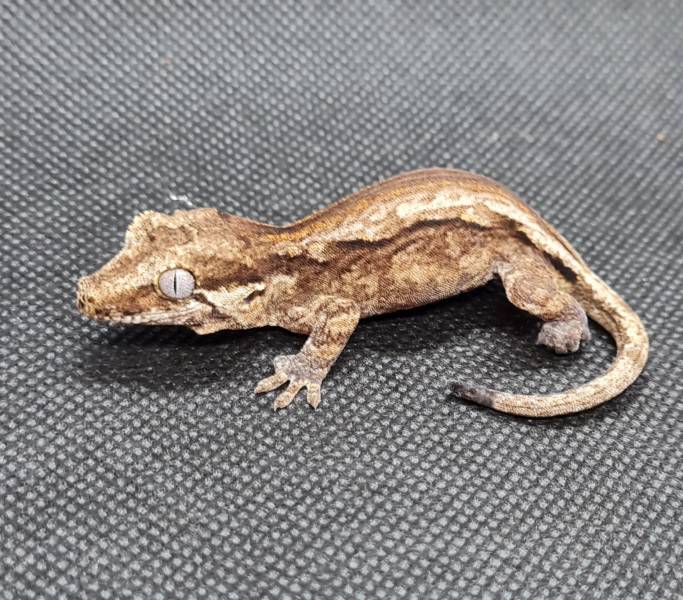 0.0.1 Rhacodactylus auriculatus Höckerkopfgecko unsexed