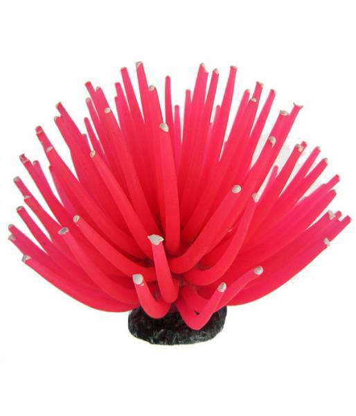 Smiling Coral pink, small