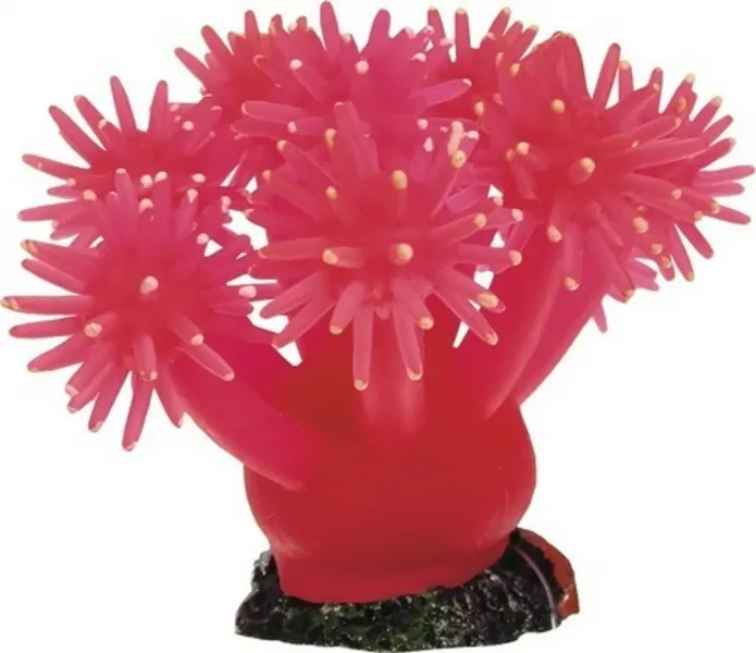 Smiling Coral