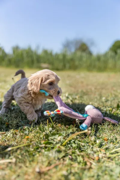 Preview: Junior Hase