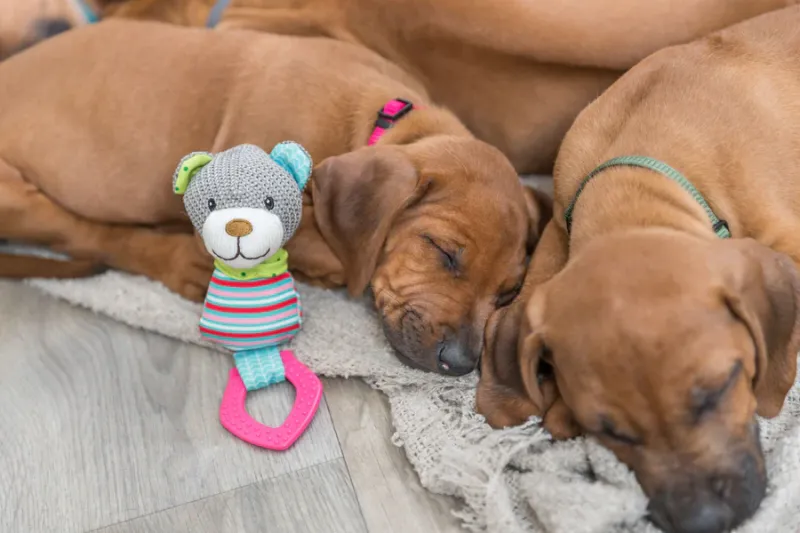 Preview: Junior Bär