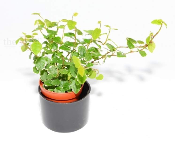 Ficus pumila 'SUNNY'