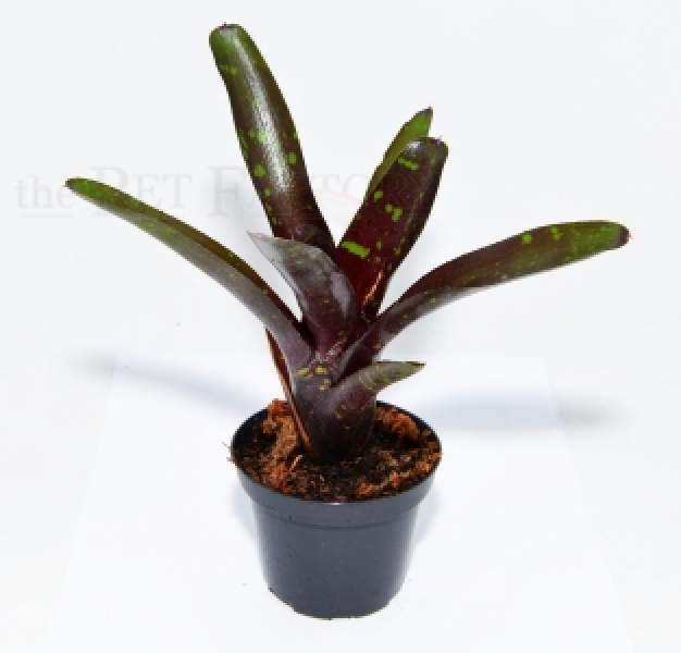 Neoregelia hansen MINI