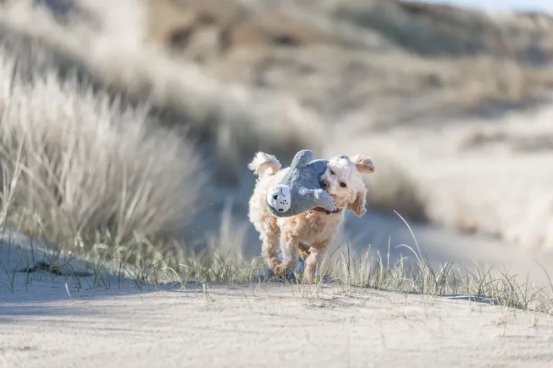 Preview: BE NORDIC Robbe Thies