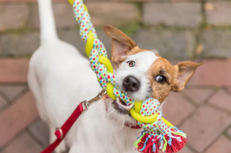 Preview: Spieltau mit eingeflochtenem TPR, Baumwolle