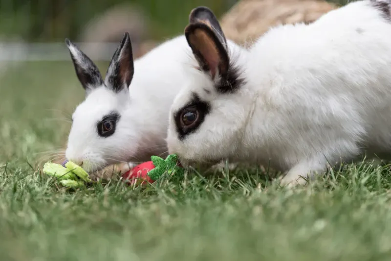 Preview: Set Holzspielzeug